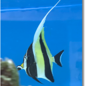 Zanclus Cornatus